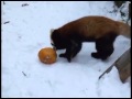 Red Panda Playing with Pumpkin REMIX