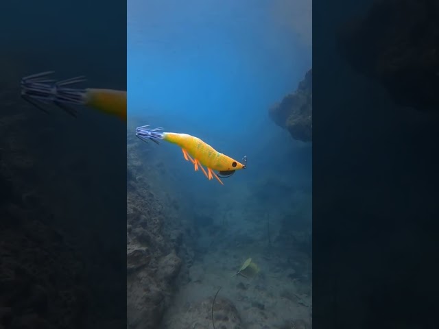 Vídeo relacionado con IMCCZONY 16 Piezas 9,6G 10 cm Luminou Calamar Jig Pesca Madera CamaróN SeñUelo Calamar Sepia Jigs SeñUelos Cebos de Pesca