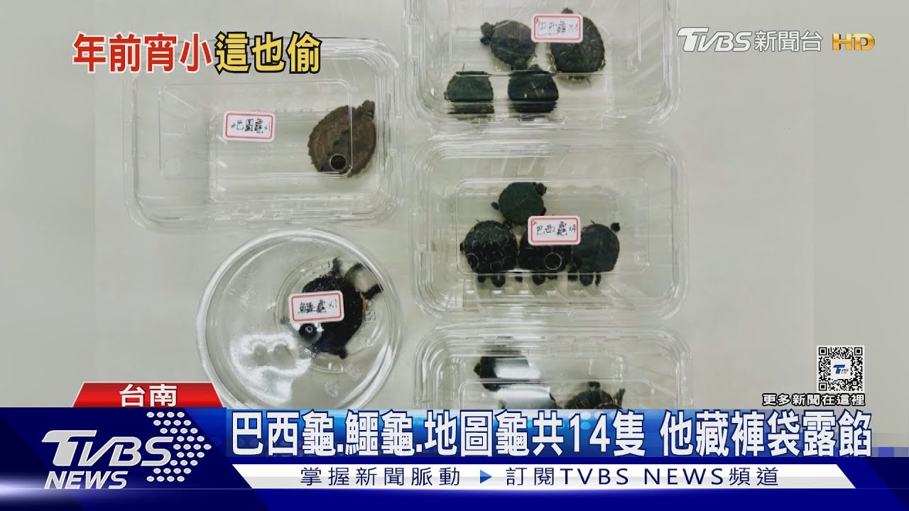 烏龜自救爬出褲袋透氣 男偷14隻龜露餡抓包