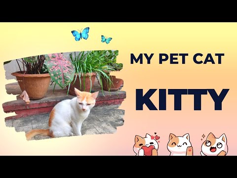 Kitty🐈 loves to eat dark chocolate🍫