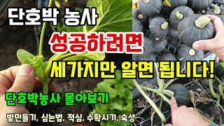 단호박농사 성공하려면 세가지만 알면됩니다 싹몰아보기 단호박 적심순치기 밭만들기 심는법 수확시기