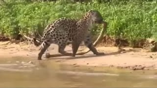 GIANT SNAKE DIDN’T SEE THE JAGUAR AND SEE WHAT HAPPENED