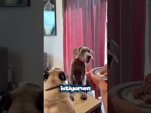 Köpekler Arasında Ayrımcılık ✨🐩