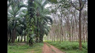 Private & Peaceful 11 Rai of Land for Sale in Khao Khram, Krabi