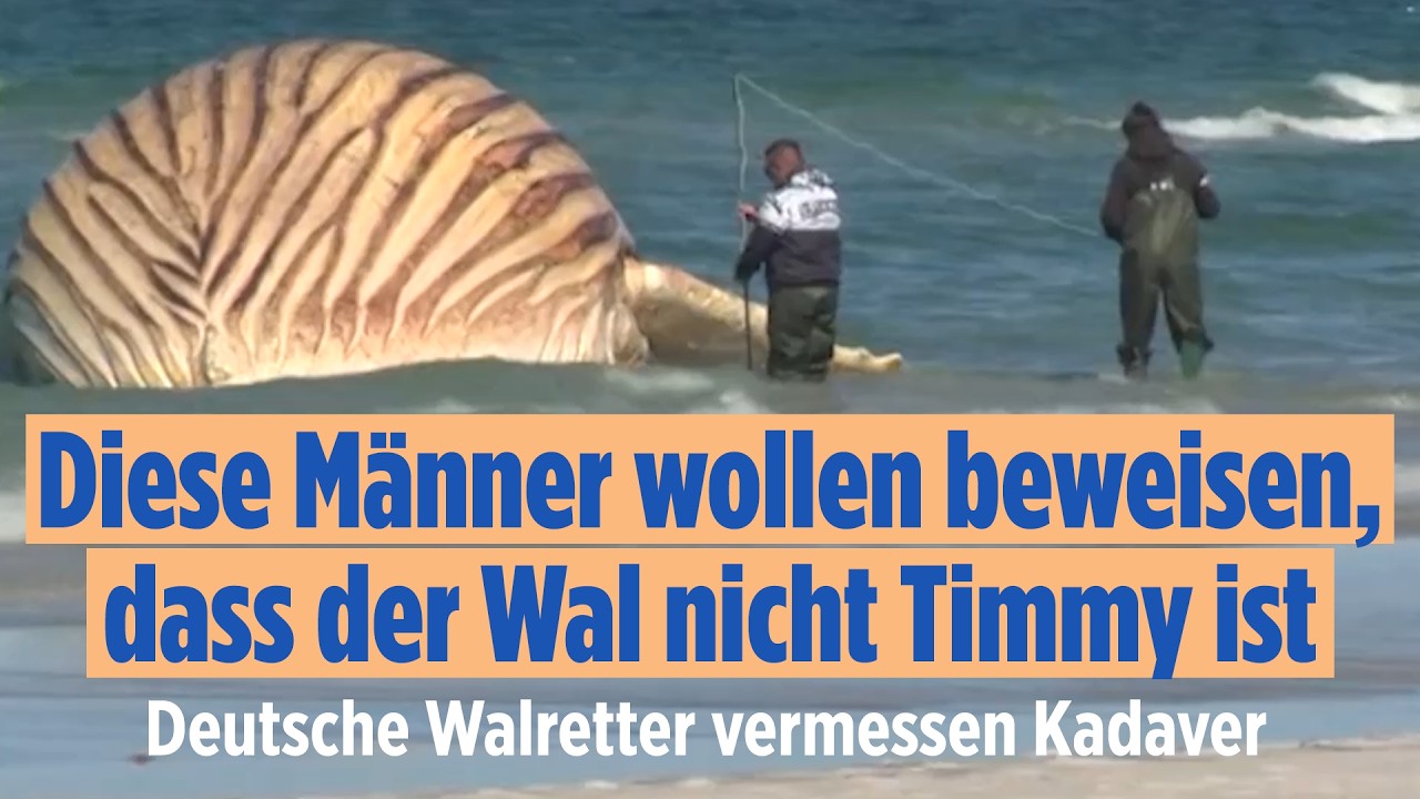 Toter Buckelwal an Ostsee-Strand: Neue Zweifel an Identität von Timmy?