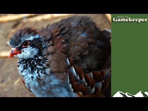 The partridges arrive - Modern Gamekeeper #4