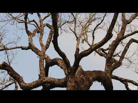 Thể hiện bởi Khánh Ly