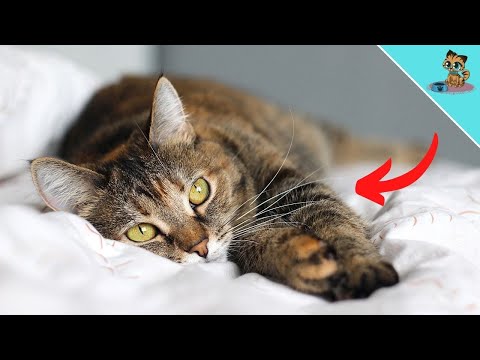 THIS Is Why Your Cat Only Wants To Cuddle At NIGHT!