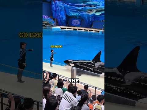 This Orca Refused to Go Back in the Water🐋😳#shorts