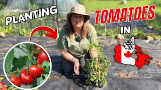 Growing Cold Climate Tomatoes In Canada