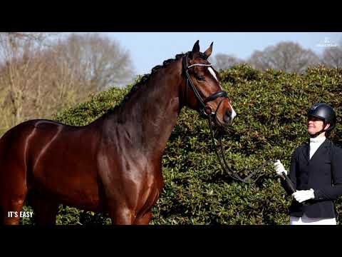 It's Easy stallion born 2018 by Asgard's Ibiza / Sunny Boy