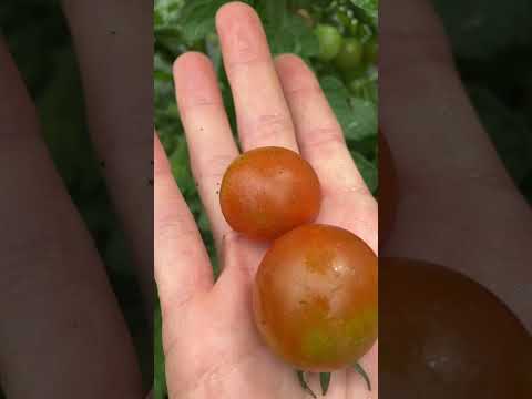 果樹の根元にある野菜は何ですか？豊かな収穫のための適切な組み合わせ  庭園