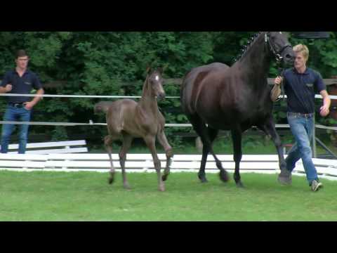 Zerhusen, Zonik One-Rubinero-Don Gregory