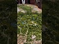 King Salman Park Riyadh Saudi Arabia