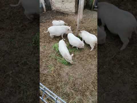 Csüngőhasú malacok.