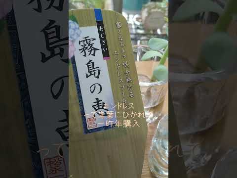 アジサイを元気にするにはどうすればいいですか？元気を出すための4つのヒント  庭園