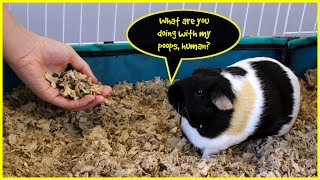 Extreme guinea pig spot cleaning routine 💩 big cage with paper bedding