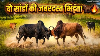 Download lagu खेत में चारा चरते समयदो सांडों की जबरदस्त भिड़ंत! 🐂🔥देखकर रह जाएंगे हैरान!#bullfighting mp3 Download lagu खेत में चारा चरते समयदो सांडों की जबरदस्त भिड़ंत! 🐂🔥देखकर रह जाएंगे हैरान!#bullfighting mp3