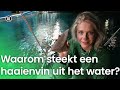 Waarom steekt een haaienvin uit het water? | Vragen van Kinderen