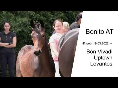 Hf v Bon Vivaldi x Uptown x Levantos 2022