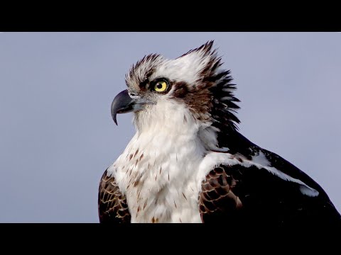 Ospreys: Part 1 - Nest building & Mating
