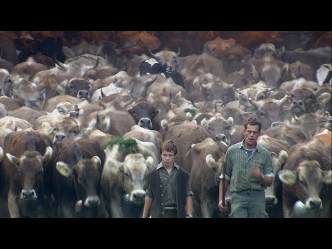 Alpabtrieb Bregenzerwald (CINEDOKU Vorarlberg)