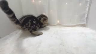 スコティッシュフォールドの動画01