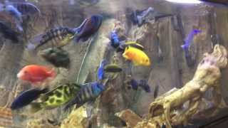 Malawi Trout Cichlid addition and Red Empress Color experiment