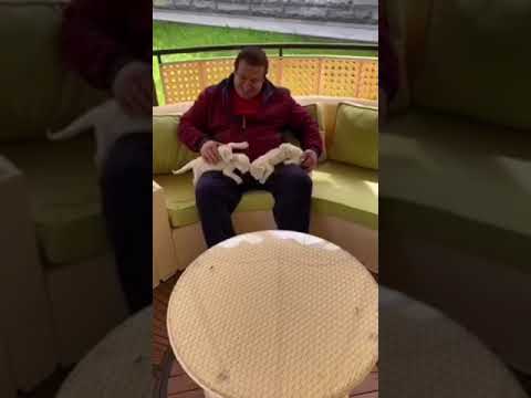 Ալբինոս առյուծի նոր ծնված ձագերը