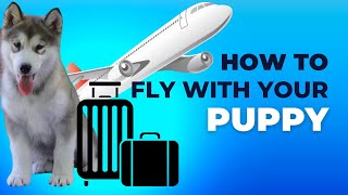My Experience Flying with A Puppy