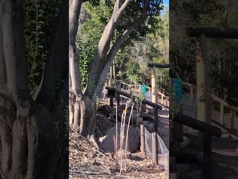 NATUREZA (BOSQUE) QUE ENCONTRAMOS NO PARQUE METROPOLITANO DE SANTIAGO-CHILE