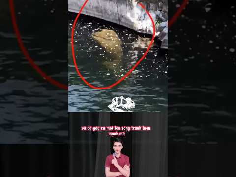 Những sinh vật bí ẩn bên dưới dòng nước được camera ghi lại