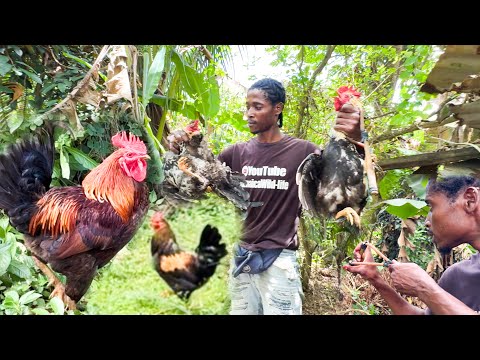 How to use slingshot like a professional | catch clean and cook rooster hunt
