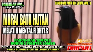 Download lagu MURAI BATU HUTAN MELATIH MENTAL F1GHTER✅✅MURAI BATU GACOR mp3 Download lagu MURAI BATU HUTAN MELATIH MENTAL F1GHTER✅✅MURAI BATU GACOR mp3