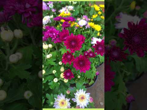 12 inches chrysanthemum flowering plant