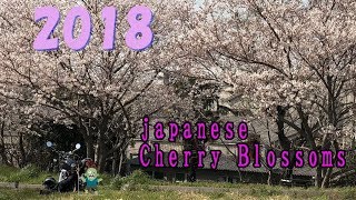 【モトブログ】 #14ヨンフォア CB400F/FOUR Japanese Cherry blossom moto vlog