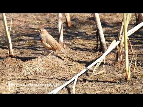 Vídeo de Luscinia svecica. <em>© César Fernández González