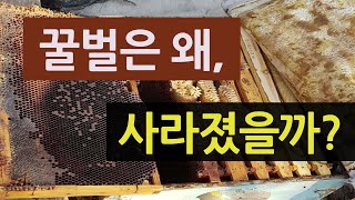 꿀벌은 왜 사라졌을까?