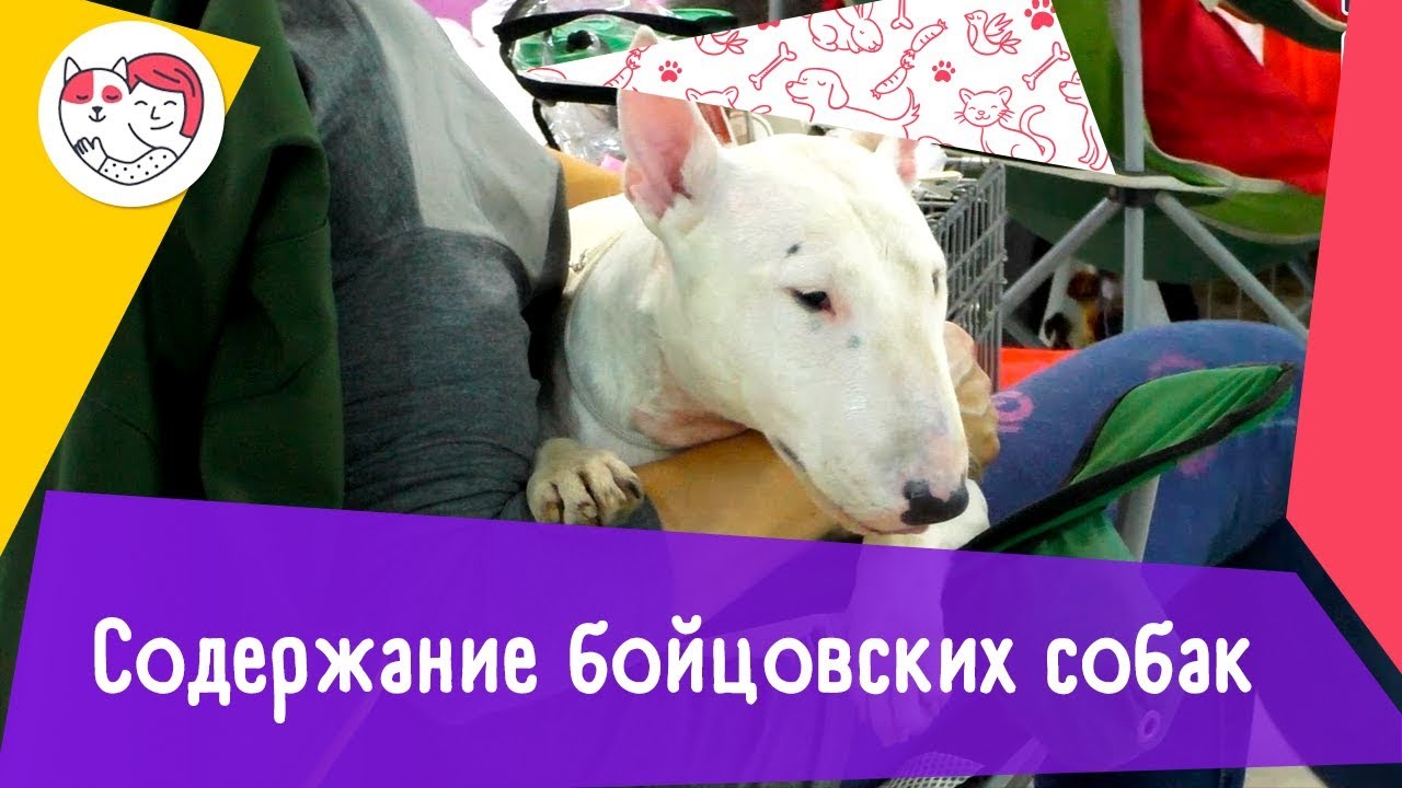 4 особенности содержания бойцовских собак
