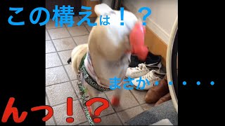 【パグ】はむぞう日記＃14【アクロバティック】