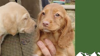 Cocker, springer or labrador puppy Which is it to be…