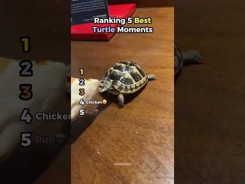 Ranking 5 Best Turtle Moments