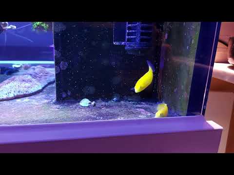 Peninsula Reeftank - New Fish Halichoeres chrysus