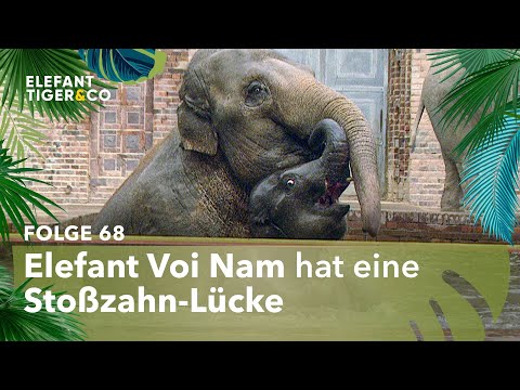 Zahnarzt Dr. Tempelhoff (Folge 68) | Elefant, Tiger & Co. | MDR