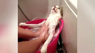 This TRY NOT TO LAUGH challenge is NOT EASY AT ALL! Can you win? - The FUNNIEST ANIMAL VIDEOS