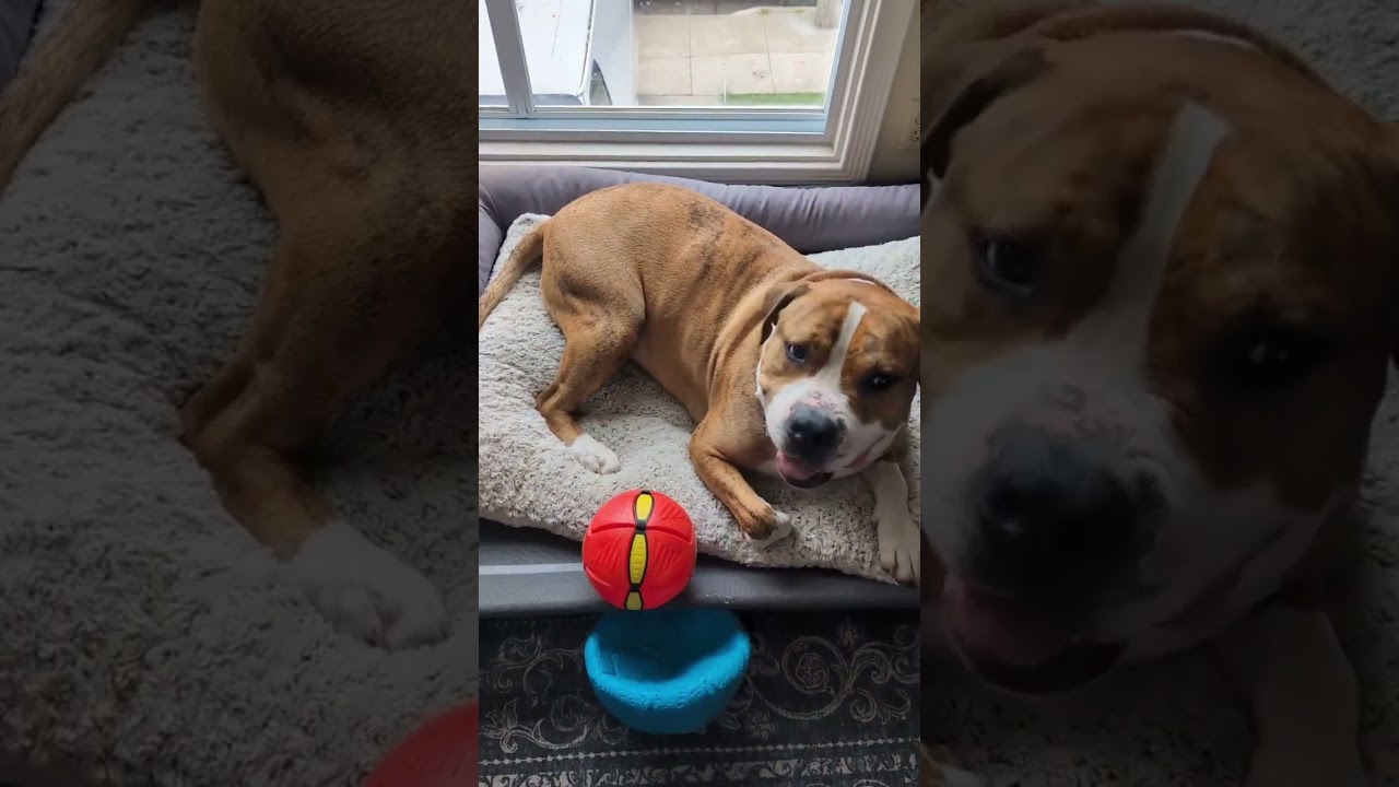 Enlarge Hank, a Adoptable Mixed Breed in San Francisco, CA video 6/6