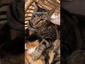 Jealous cat reacts to his girlfriend cheating on him #shorts