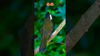 Download lagu INI DIA SUARA BURUNG MELENGKING ASAL EROPA 😲😍⁉️ #burungunik #muraibatugacor #burung #shorts mp3 Download lagu INI DIA SUARA BURUNG MELENGKING ASAL EROPA 😲😍⁉️ #burungunik #muraibatugacor #burung #shorts mp3