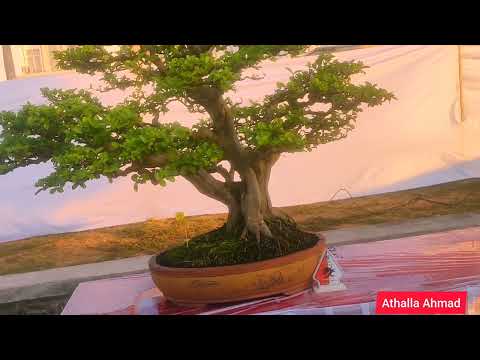 Pameran Nasional PPBI Lombok Barat Kelas Madya || Inspirasi Bonsai 2023