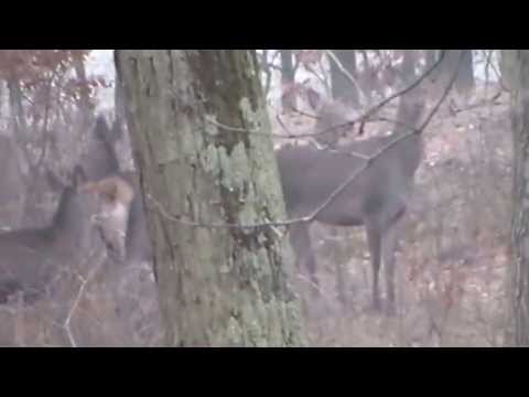 HUNTING IN ROMANIA | RED STAG HUNTING